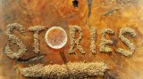 Stories Brewery and Kitchen logo
